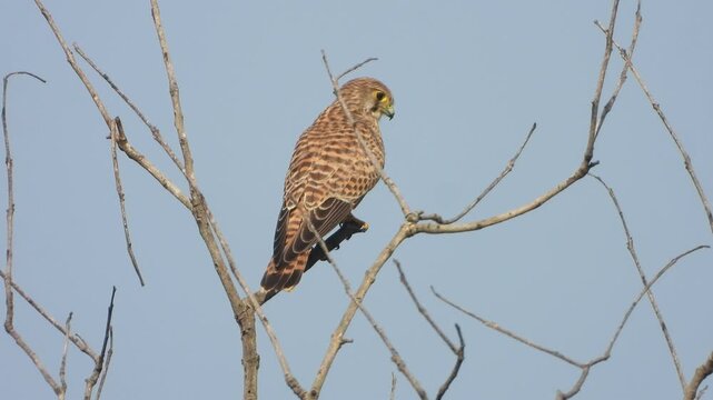 Hawk eagle eyes and relaxing on tree.