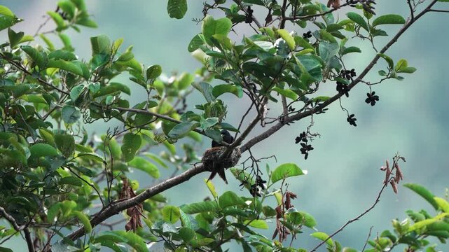 Ashy Drongo perched in its nest, tending to its young, showcasing sleek gray plumage. Perfect for wildlife photography, birdwatching, and intimate nature and nesting scenes.