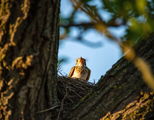 Fototapeta premium Vulnerable newborn bird in its twig nest, high in a tree, framed by branches against the sky. Symbol of spring, nature, innocence, and new beginnings. Use for springtime themes.