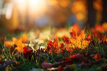 Autumn maple leaves scattered on green grass, bathed in golden sunlight