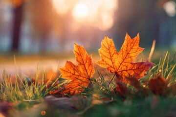 Two bright orange maple leaves rest on green grass under a warm, blurred autumn sun