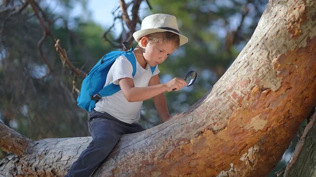 Child holds magnifier tree. Young researcher explores tree in summer. Adventurer learns through nature. Curious child investigates tree as student. Kid gains explorer knowledge in nature summer park.
