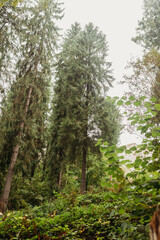 Forest vegetation and tree trunks in a natural woodland environment &mdash; green nature background