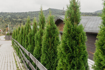Row of evergreen trees along a wooden fence — landscaping and garden design concept