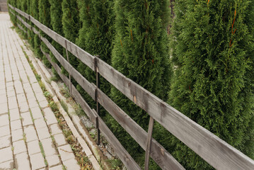 Row of evergreen trees along a wooden fence — landscaping and garden design concept