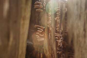 Wood fungi growing on a tree stump in a forest — macro texture and natural decay