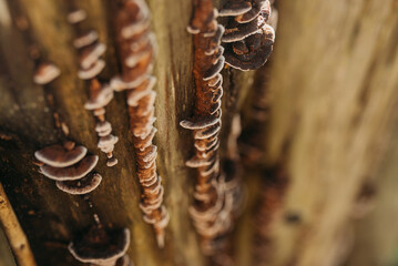 Wood fungi growing on a tree stump in a forest — macro texture and natural decay