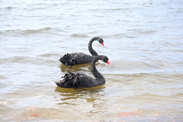 black swan on the lake