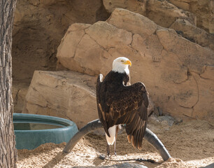 The portrait of Stellers bald eagle in captivity. Haliaeetus leucocephalus brown bird of prey found in North America has white head and tail and large hooked yellow beak