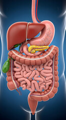 Human Digestive System Diagram Anatomy Illustration