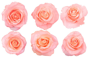 The roses orange open in perfect spirals, revealing smooth, flowing petals.Photo with Clipping Path.