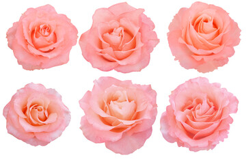 Six orange rose blossoms rest gracefully on a white background, glowing with a tender peach hue.Photo with Clipping Path.