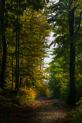 Fototapeta premium Sunlit forest path with fall colors and shadows