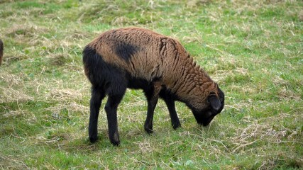 Young brown sheep (Ovis aries) eating green grass in close up