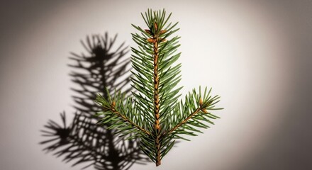 Spruce twig isolated against a clean background with sharp shadows highlighting its shape.