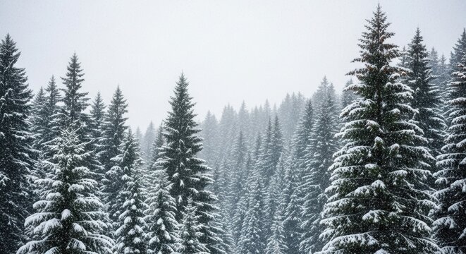 Snow-covered evergreen forest under heavy snowfall creating a serene winter atmosphere.