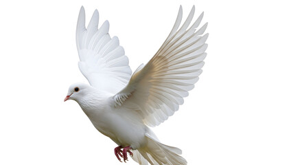 A white dove in flight against a black background silhouette