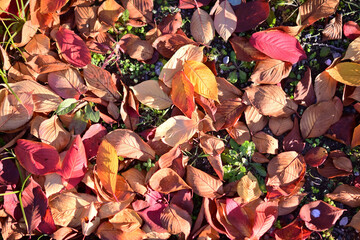 落葉した桜の葉っぱ　落葉　落ち葉