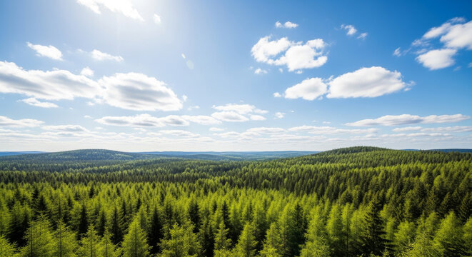 Lush green forest canopy under a bright blue sky with scattered clouds