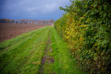Green grassy lane between hedge and plowed farmland after rain
