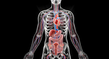 Human Anatomy Illustration Showing Internal Organs