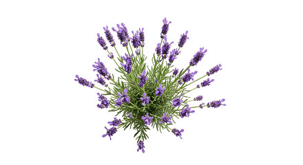 Top down view of a lavender plant silhouette