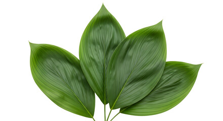 Close up of green leaves against a black background silhouette