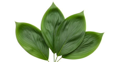 Close up of green leaves against a black background silhouette