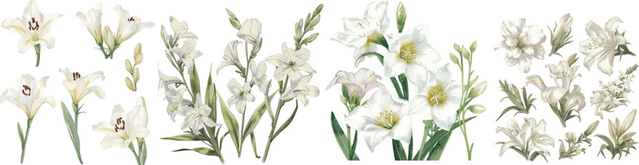 Obraz premium White freesia flower set hand draw watercolor. isolated on white background.