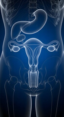 Female Reproductive Anatomy Illustration on Blue Background