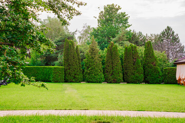 Lush green garden landscape with tall evergreen trees