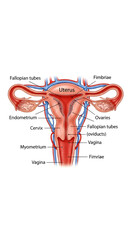 Female Reproductive System Anatomy Diagram Illustration