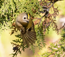 Goldcrest, Regulus regulus. The bird clings to a branch, stretching its wings