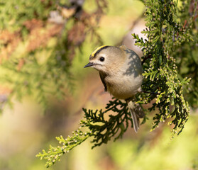 Goldcrest, Regulus regulus. A bird sits on a branch of a thuja tree