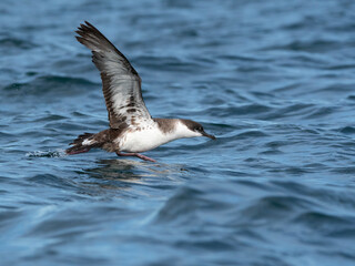 Pardela ave pelágica despegando