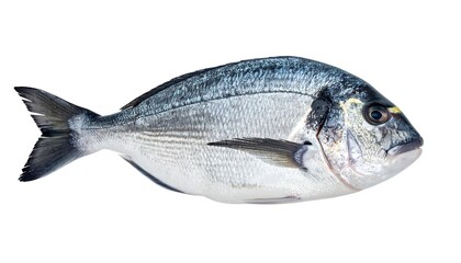 Obraz premium A silver-scaled fish with detailed fins and a small yellow marking near its eye, against a stark white backdrop