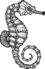 Graphic liner ocean seahorse illustration, sea animal sketch clipart