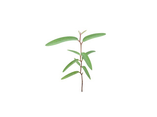 Corymbia citriodora or lemon gum young plant seeding isolated on a white background