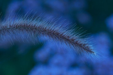 close up of a flower