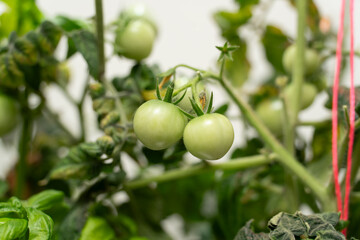 Close-up of two unripe green tomatoes growing on a garden plant, surrounded by textured leaves and natural greenery