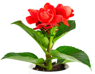 Firefly_jungle leave plant isolated include clipping path on white background - Firefly_Red Flower In Pot Isolated (2)
