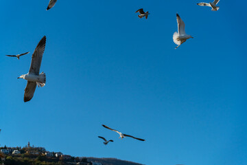 Several seagulls soaring across a clear blue sky with a coastal hillside visible below. Minimalistic and peaceful scene of birds in motion