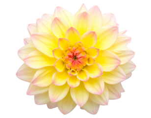 Firefly_jungle leave plant isolated include clipping path on white background - Firefly_yelow and pink flower isolated