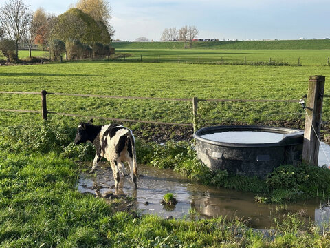 Young calf standing in water near a drinking trough in a green Dutch pasture on a sunny autumn day