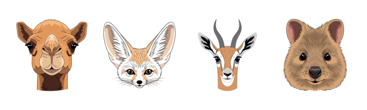 Illustrated animal faces: camel, fennec fox, gazelle, quokka