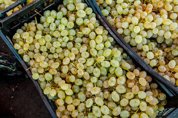 Fresh Green And White Grapes In Black Plastic Crates
