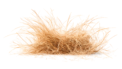 ia generated. Dry brown grass stalks, bent by the wind and isolated on a white background, ideal for natural and minimalist design.