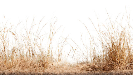 ia generated. Dry brown grass stalks, bent by the wind and isolated on a white background, ideal for natural and minimalist design.