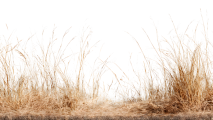 ia generated. Dry brown grass stalks, bent by the wind and isolated on a white background, ideal for natural and minimalist design.