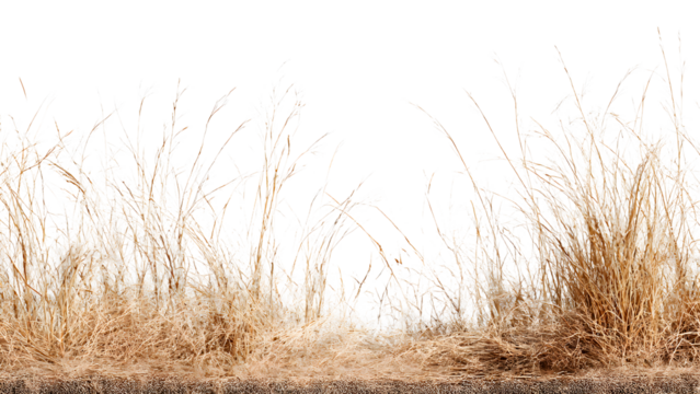 ia generated. Dry brown grass stalks, bent by the wind and isolated on a white background, ideal for natural and minimalist design.